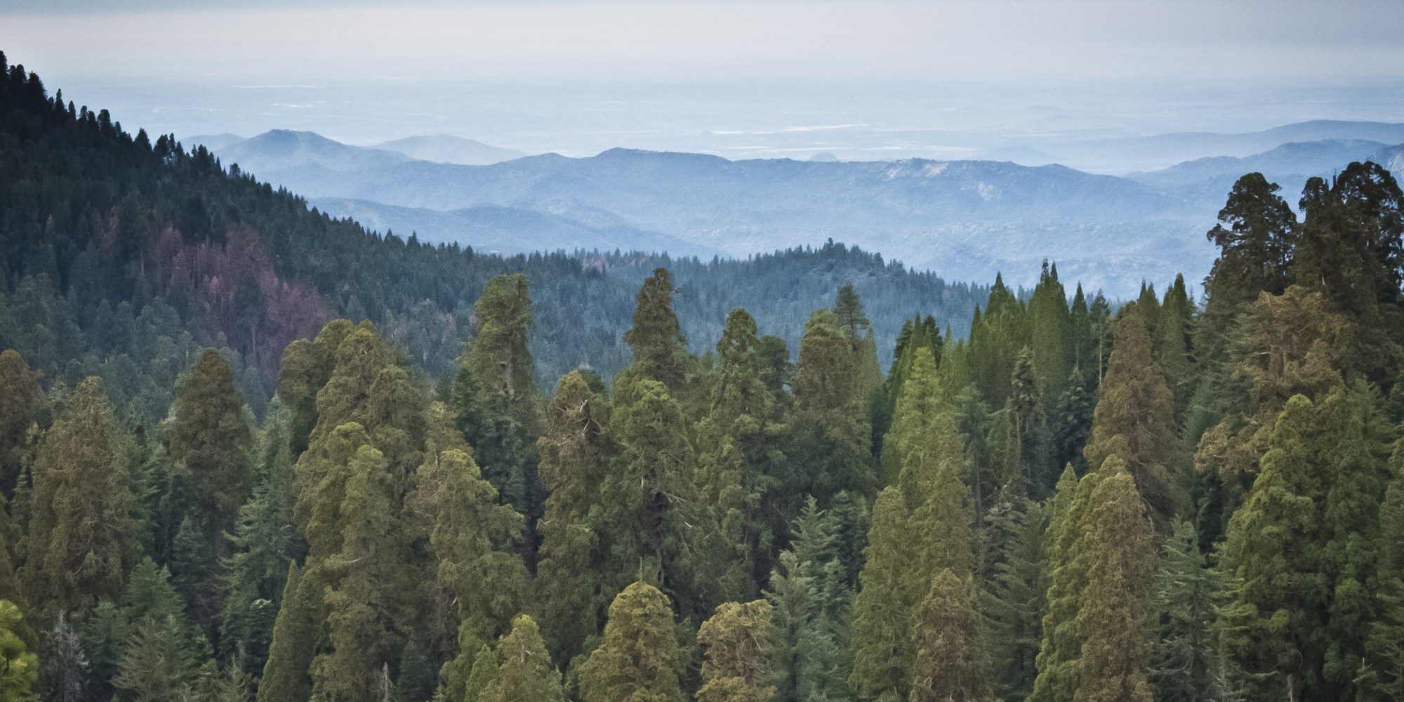 California's Drought Has Killed Over 12 Million Trees In The Last Year