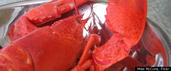 Lobster