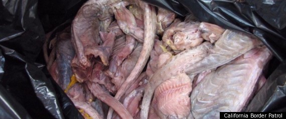 Iguana Meat