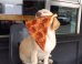 World's Most Patient Dog Poses With Food Instead Of Wolfing It Down