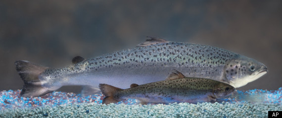Genetically Modified Salmon