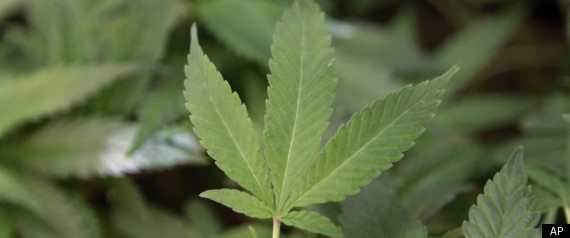 Medical Marijuana Canada Tories