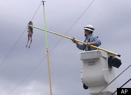 'Deer With Wings' Causes Power Outage In Helena Montana