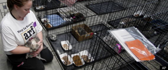 Joplin Tornado Pets Homeless Animals