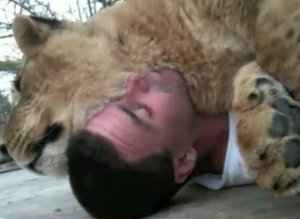 http://i.huffpost.com/gen/293511/thumbs/s-LION-SLEEPS-HANDLER-large300.jpg