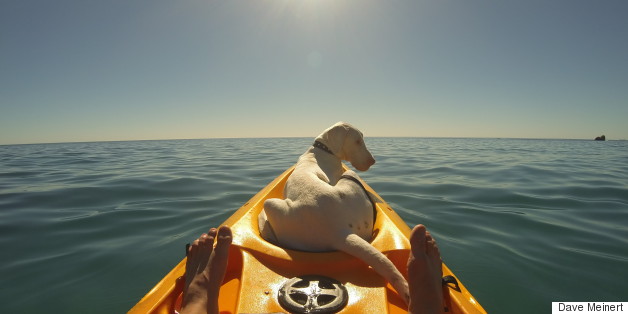 The True Story Of This Great Dane Time-Lapse Video Is Even More Moving Than What You've Heard