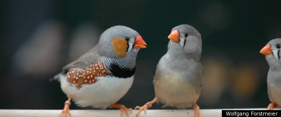 Birdsex