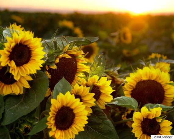 sunflowers