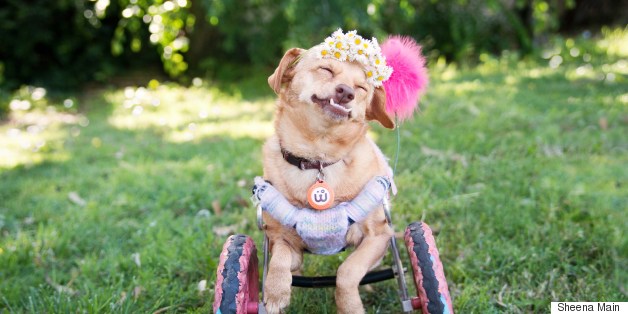 This Pup In Wheelchair Was Saved From Euthanization And Now She's An Instagram Superstar
