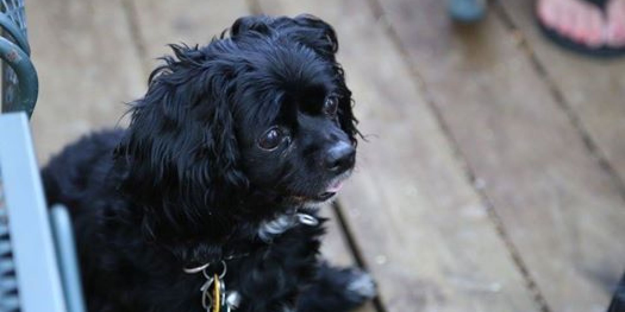 11 Year Old Boy Accused Of Beating Dog To Death With Stick In Texas