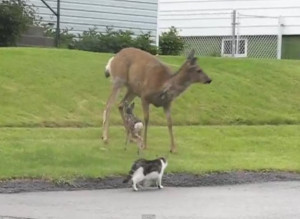 Deer Attack Cranbrook