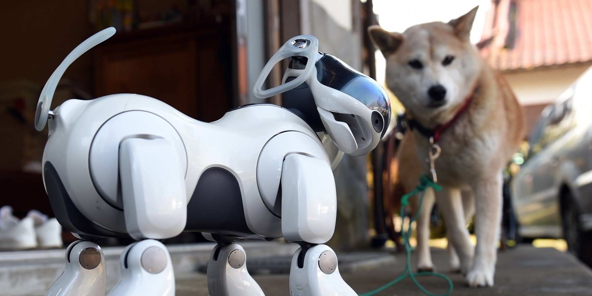 luciana's robotic dog