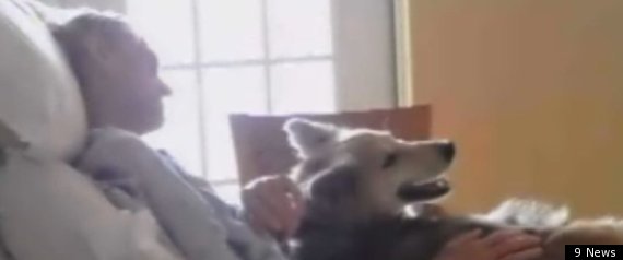 Kevin Mcclain Homeless Dog