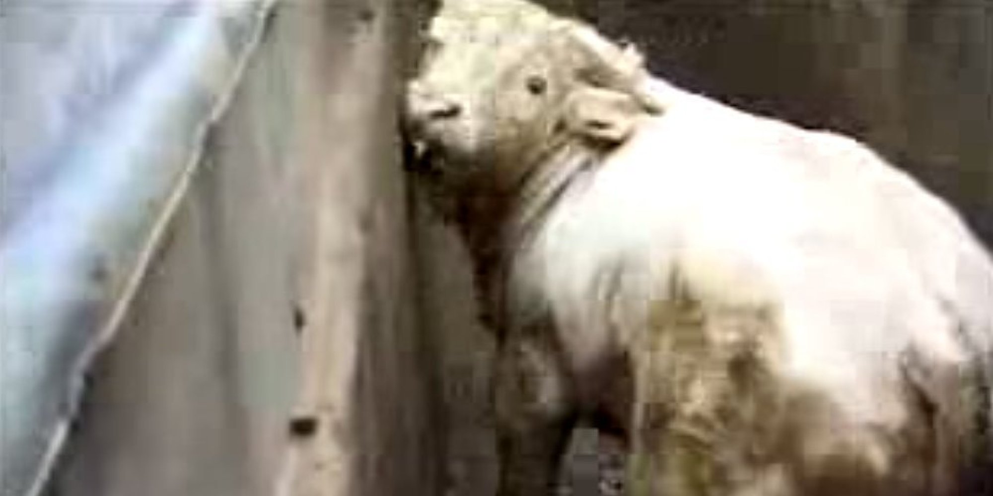 Video Captures Terror Of Slaughterhouses — Without One Drop Of Blood