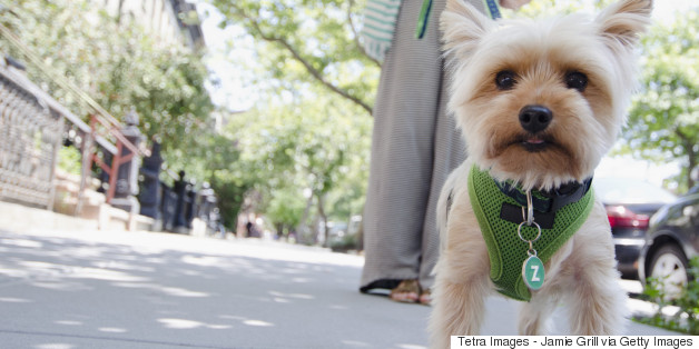 The Best Cities For Pet Owners