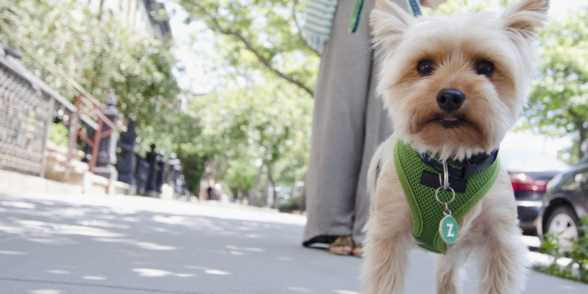 The 10 Best Cities To Live In If You Have A Pet HuffPost