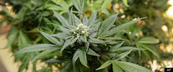 Washington Marijuana Legalization