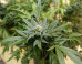 marijuana