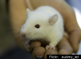 Utah Man Accused Of Eating Live Baby Rat