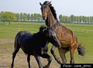 Horse Semen