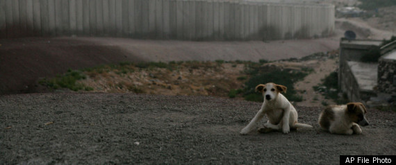 Jerusalem Dog Stoning