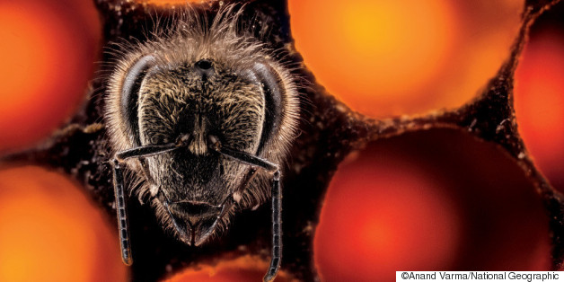 WATCH: Fascinating, Disturbing Video Shows How Bees Are Born