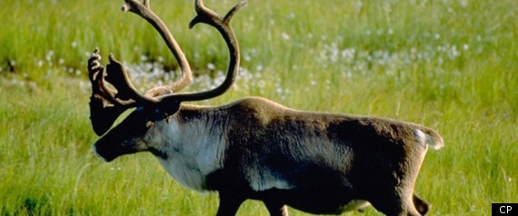 Caribou