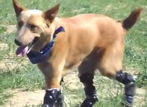 Bionic Dog Prosthetic Paws Video