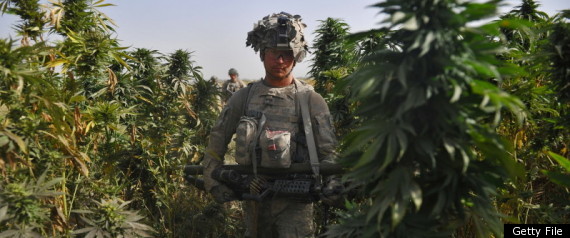 Marijuana Frank Paul Congress Ban