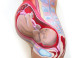 Realistic Body Paint Gives A Remarkable Visual Of What Happens When You're Pregnant