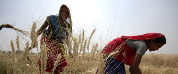 Food Price Stabilization