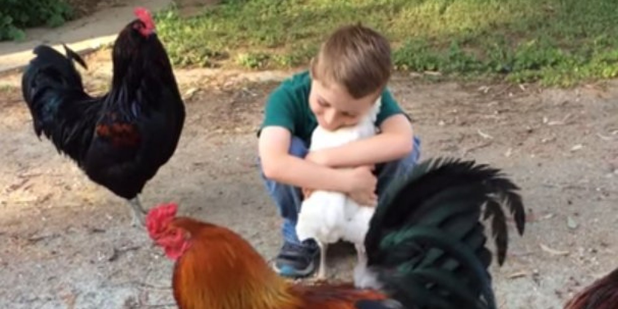 boy hugs chicken but first the chicken checks that it s boy hugs chicken but first the chicken checks that it s