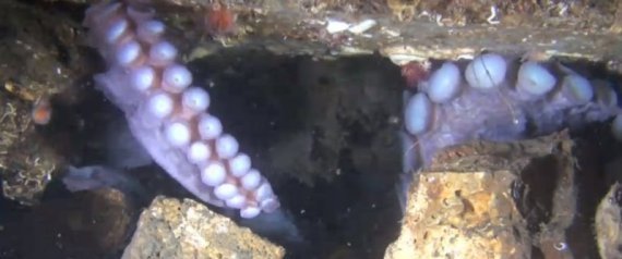 Giant Pacific Octopus Babies Video