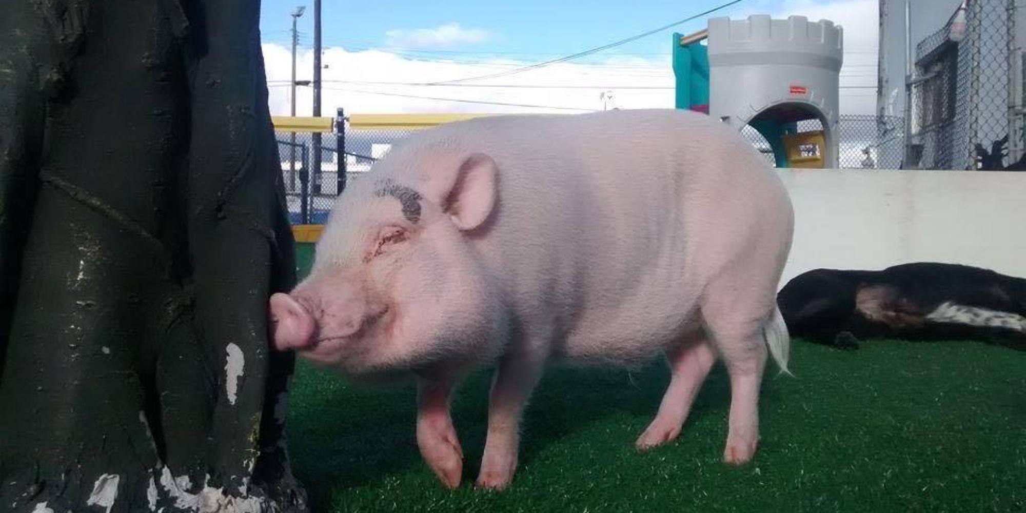 Wilbur The Pig Is The Happiest Dogsitter You'll See All Day