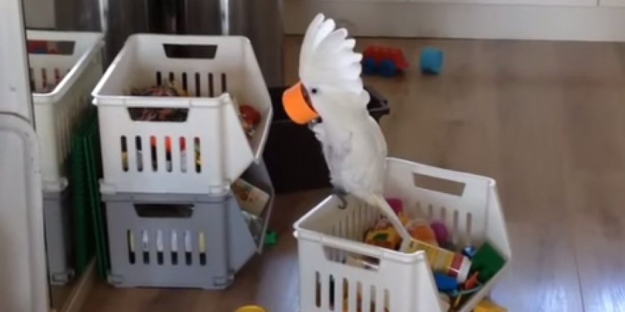 This Video Of A Cockatoo Yelling Into A Cup Is Short, But OhSoSweet HuffPost UK