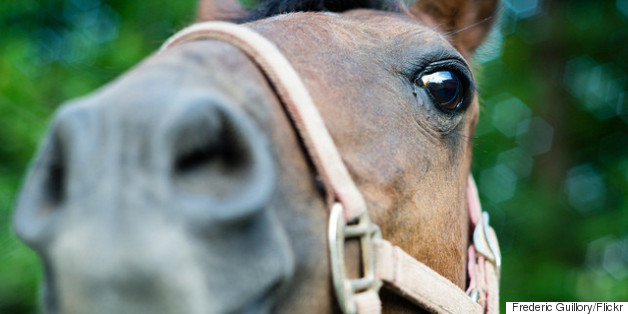 What's In A Whinny? More Than You Knew