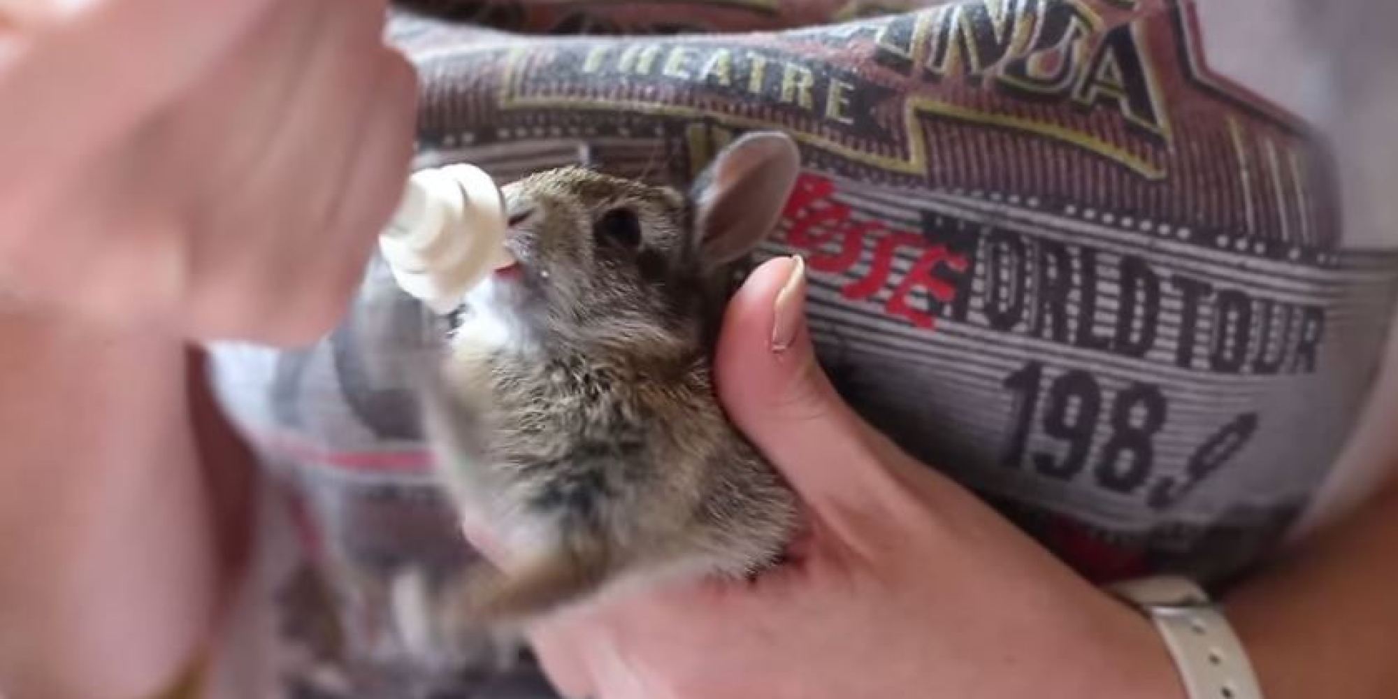 Baby Bunny Rabbit Is Really Excited About His Milk HuffPost UK