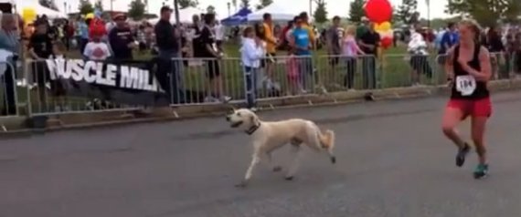 Dozer Dog Runs Marathon Video