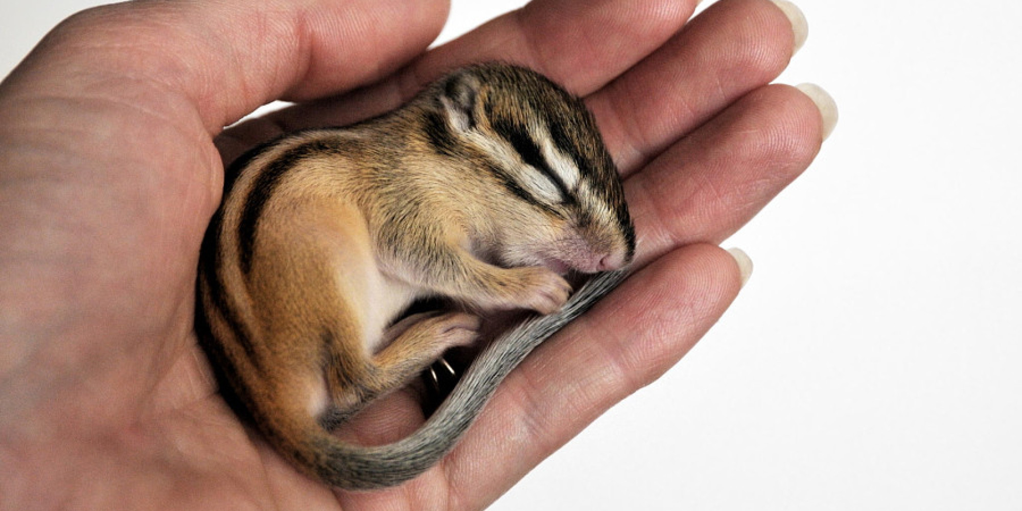 21 Photos of Baby Animals That Literally Fit in the Palm of Your Hand