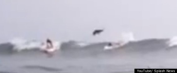 Shark Jumps Surfer