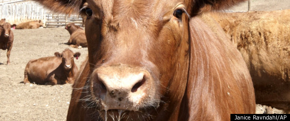 Canada Beef