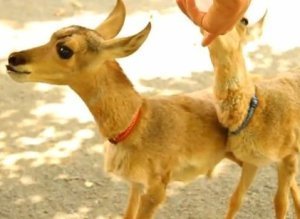 Antelopes