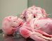 Synthetic Cadavers Offer An Equally Creepy Alternative To The Real Thing