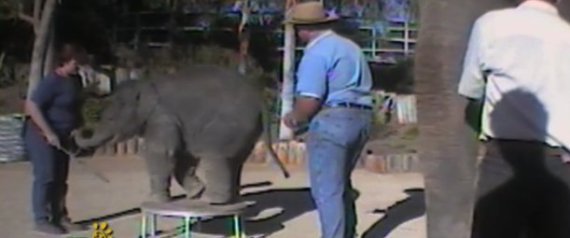 Elephant Abuse