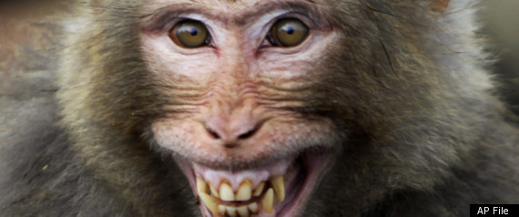 Monkey