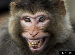 Iran Plans To Send Live Monkey Into Space 
