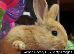 German Police Discover Old Woman Feeding Pot To Pet Rabbits