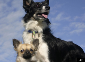 Chihuahua Sheepdog