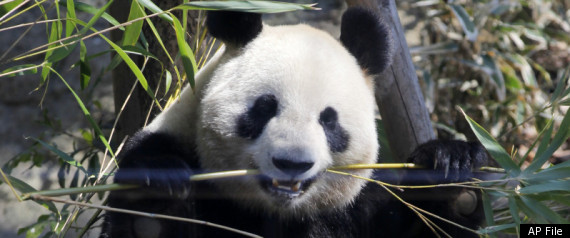 Panda Census China 2011