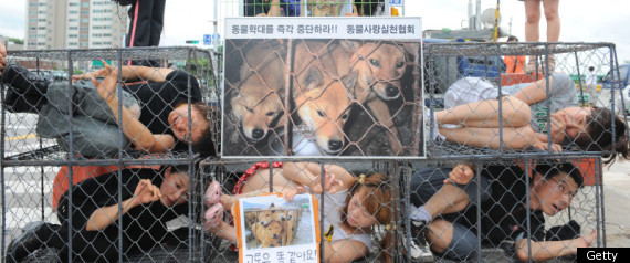 Dog Meat Protest